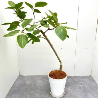 フィカス　アルテシマ　曲がり　6【現品】観葉植物　室内(その他)