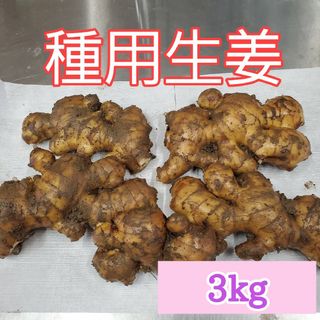 種生姜(200～300g)3キロ(野菜)