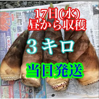 タケノコ　３キロ  米ぬか付き　当日発送(野菜)