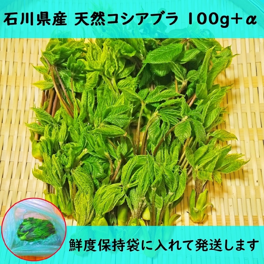 コシアブラ こしあぶら 天然 山菜 石川県産 100g+α 食品/飲料/酒の食品(野菜)の商品写真