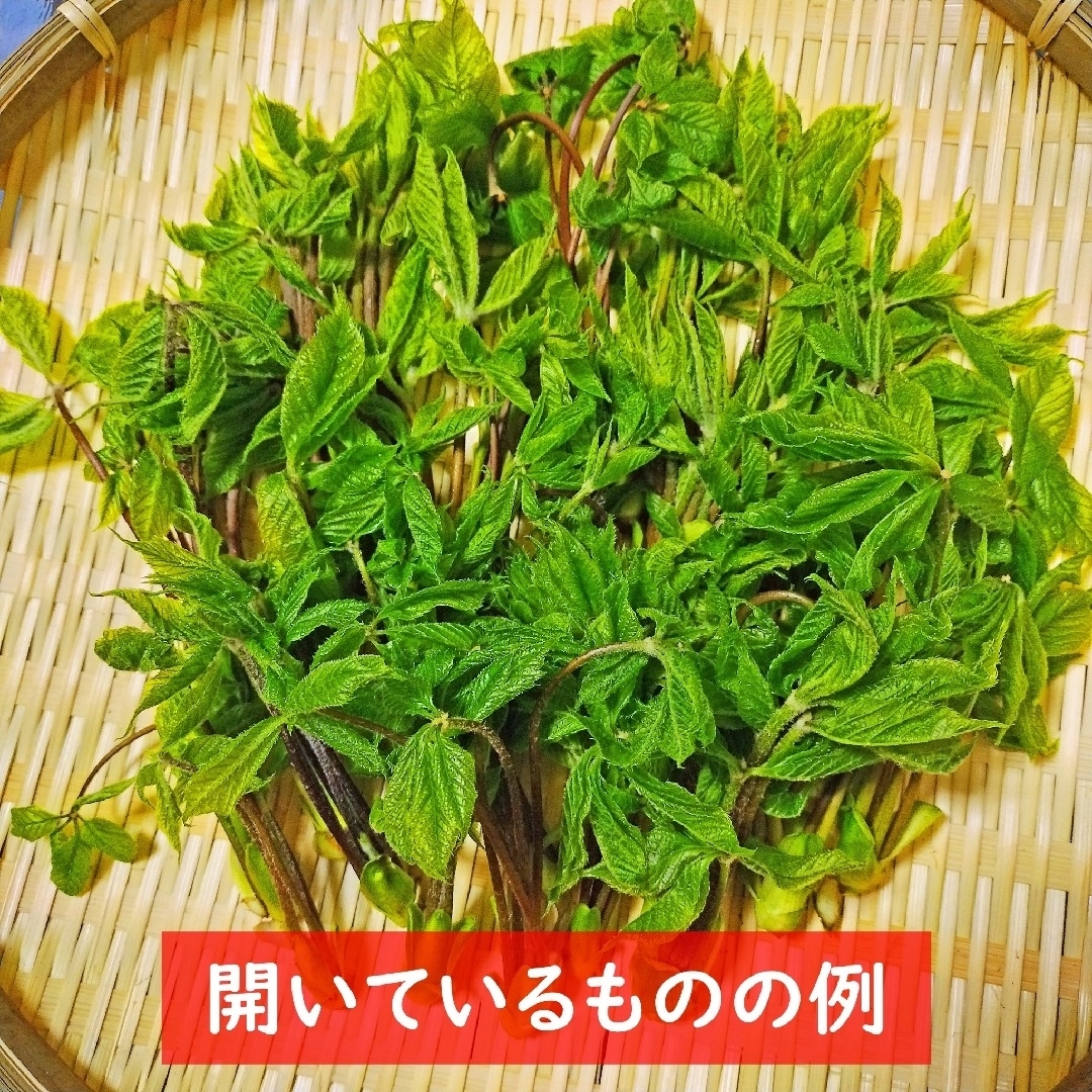 コシアブラ こしあぶら 天然 山菜 石川県産 100g+α 食品/飲料/酒の食品(野菜)の商品写真