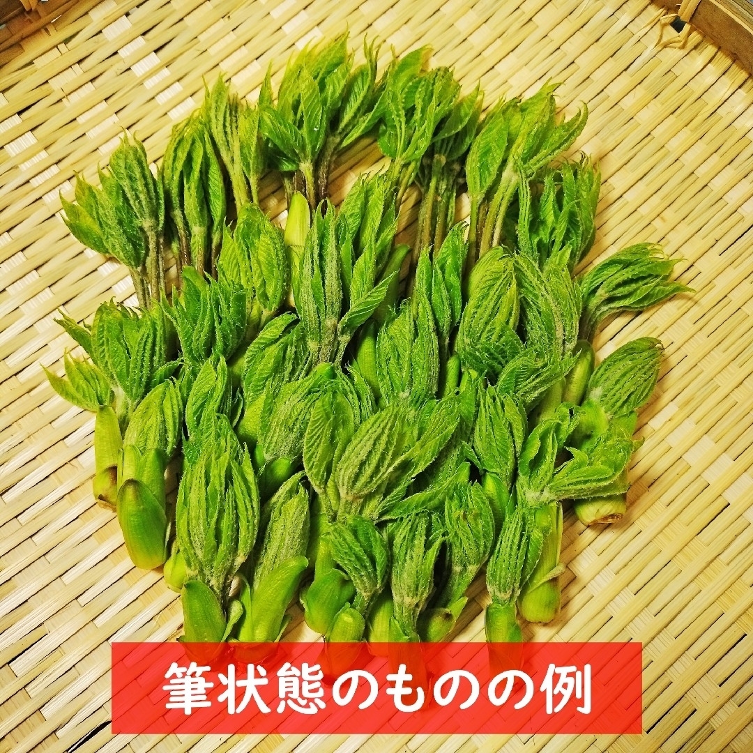 コシアブラ こしあぶら 天然 山菜 石川県産 100g+α 食品/飲料/酒の食品(野菜)の商品写真