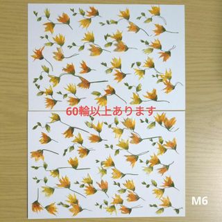 押し花　メラスフェルラ　60輪以上  M6(ドライフラワー)