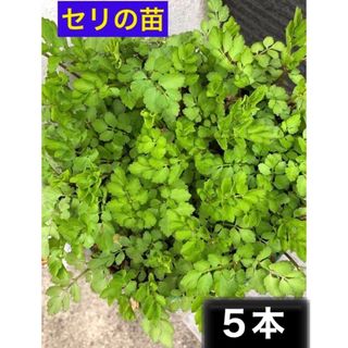 セリの苗　5本　芹　せり　栽培用　キアゲハ飼育にも　無農薬