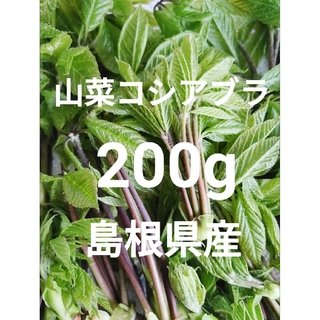 山菜　コシアブラ　200g　島根県産　野菜　 無農薬 　山菜の女王　こしあぶら(野菜)