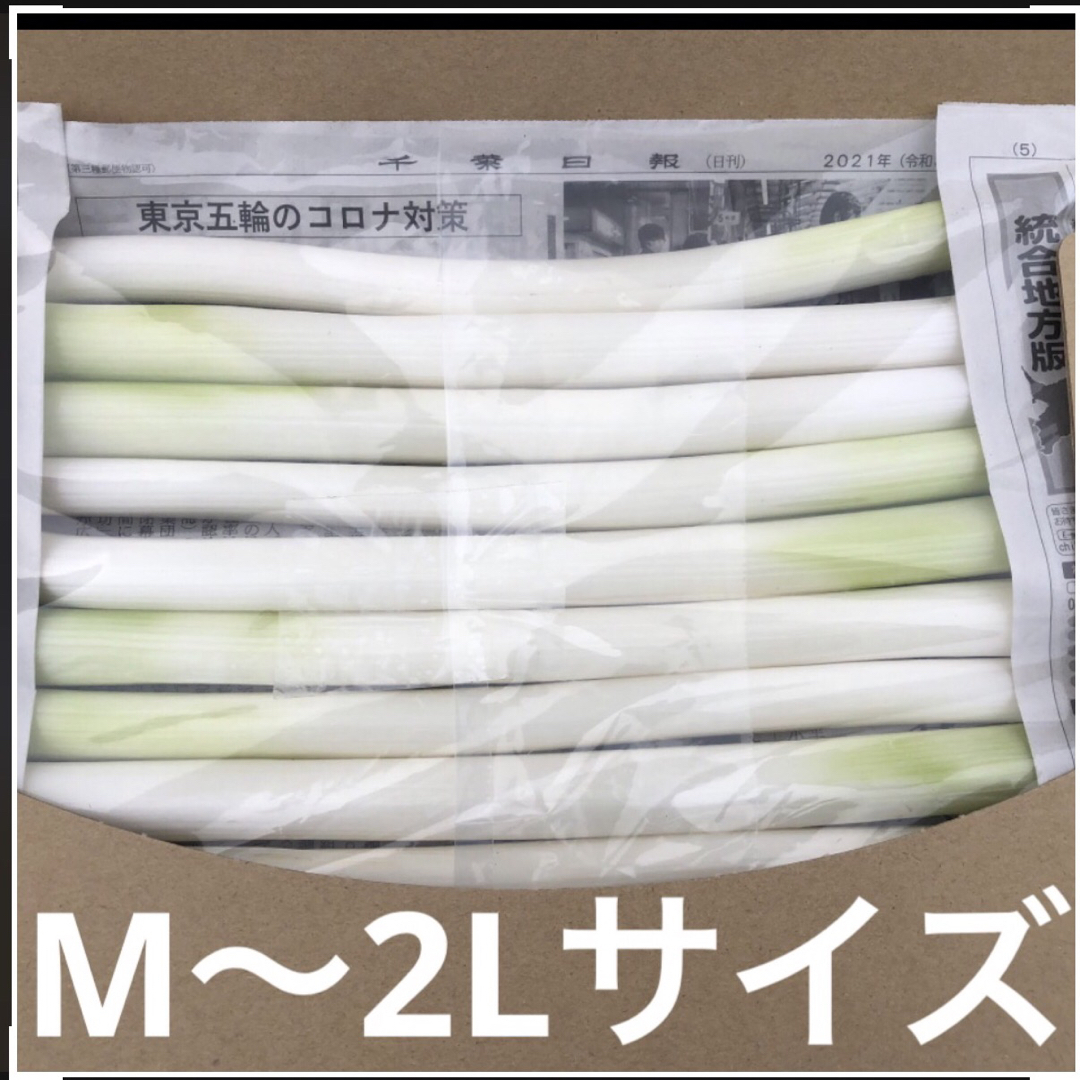 不揃いカット長ネギ　　　A4サイズ 食品/飲料/酒の食品(野菜)の商品写真