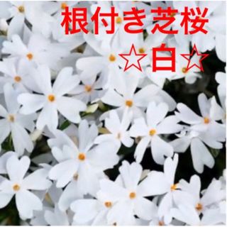 ⑦1 ☆芝桜☆白☆シッカリ根付き苗☆初心者向け☆(プランター)