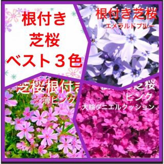 3a☆根付き芝桜☆ベスト3色☆初心者様向き☆(プランター)