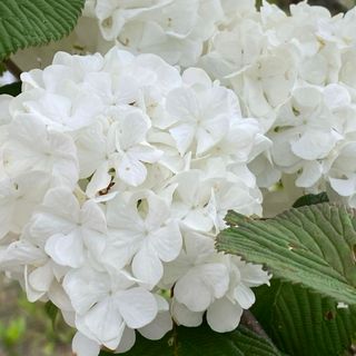 ** ライムグリーン〜真っ白な花に ** 花木(その他)