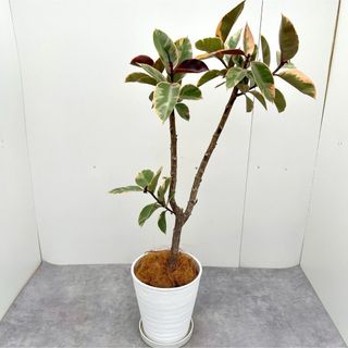 フィカス　ルビー　ストレート　14【現品】観葉植物(その他)