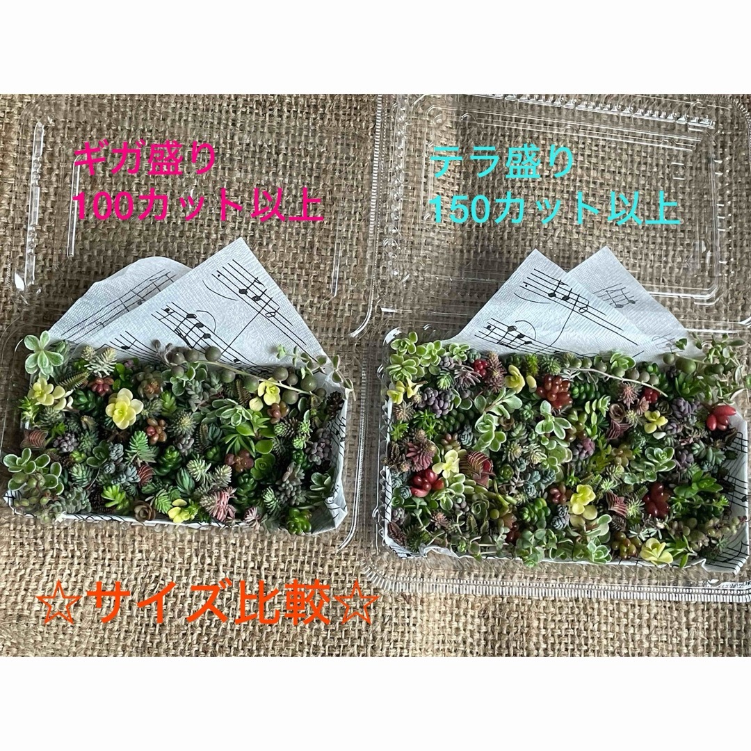 【寄せ植えに！！！】多肉植物草系セダム中心のメガ盛りよりたっぷりテラ盛りお弁当④ ハンドメイドのフラワー/ガーデン(その他)の商品写真