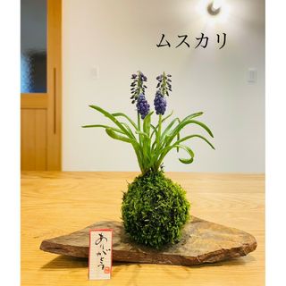 毎年咲きます♪ムスカリの苔玉　アルメニアブルー(その他)