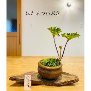 新芽伸びてます♪ほたるつわぶきの苔盆栽　山野草(その他)