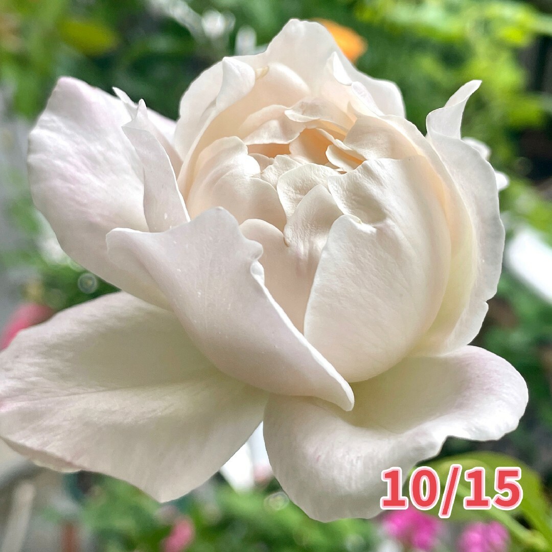バラ苗 四季咲き 品種不明⑦ ハンドメイドのフラワー/ガーデン(その他)の商品写真