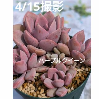 38♥パープルクイーン♥　根あり　多肉植物(プランター)