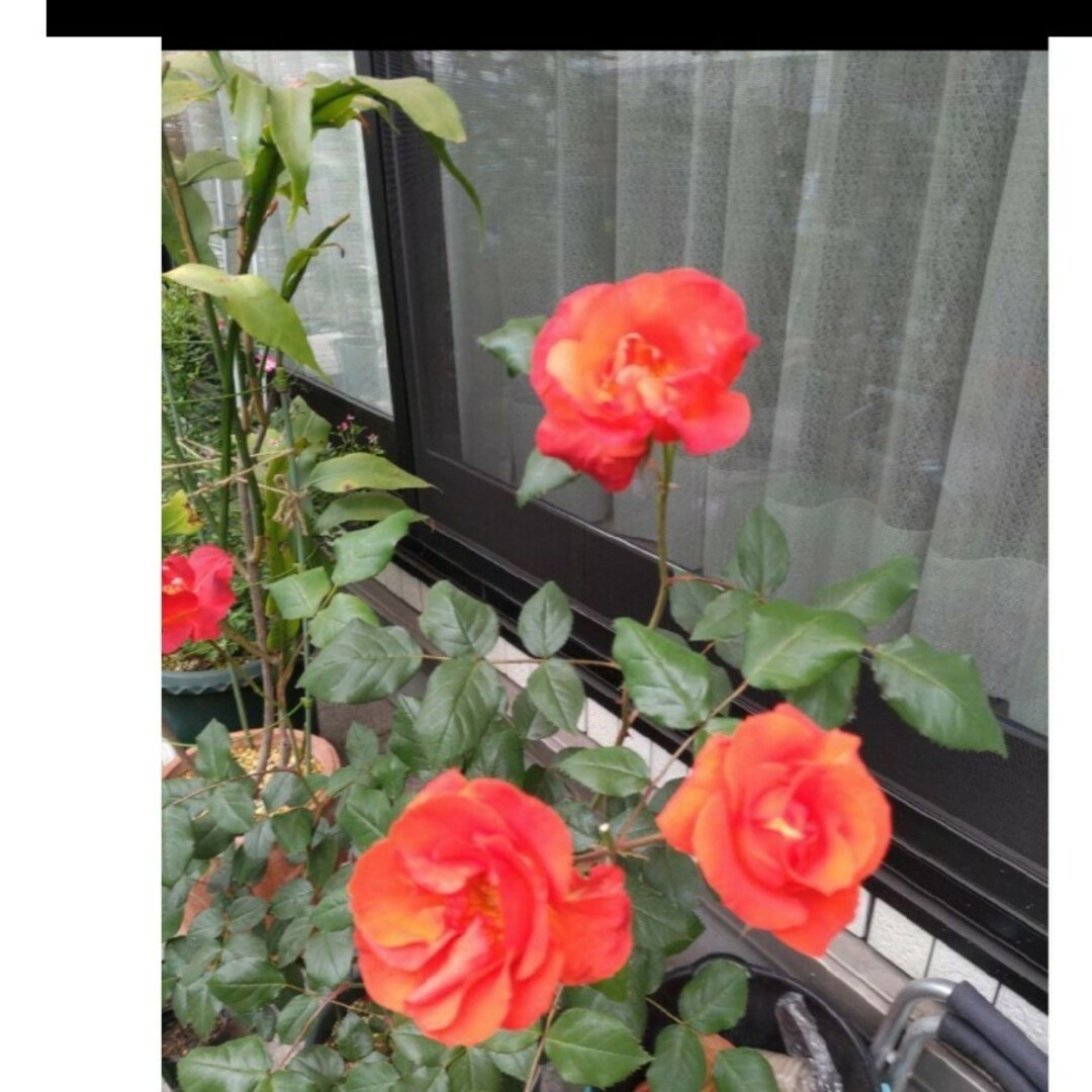 バラ苗プリンセスミチコ ハンドメイドのフラワー/ガーデン(その他)の商品写真