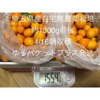 989）埼玉県産【金柑】自宅無農薬栽培（約1,300g前後／15時迄当日発送）2(フルーツ)