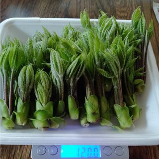 けぇ様専用　コシアブラ(野菜)