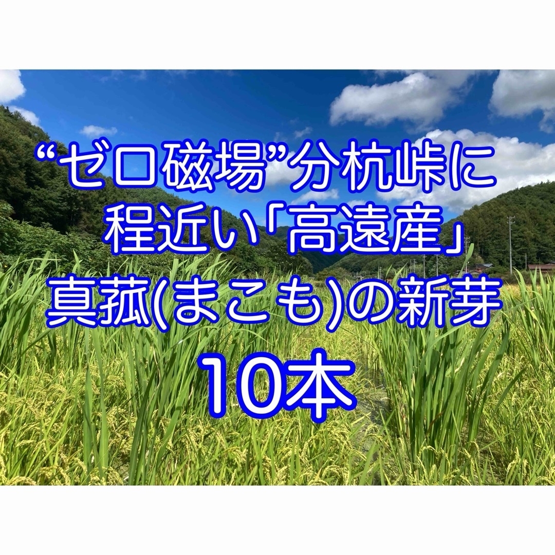 真菰(まこも)の新芽  10本 ハンドメイドのフラワー/ガーデン(その他)の商品写真