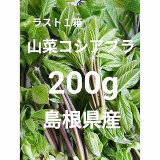 山菜　コシアブラ　200g　島根県産　野菜　 無農薬 　山菜の女王　こしあぶら(野菜)