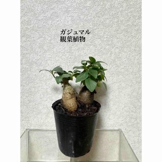 ガジュマル　苗　観葉植物(ドライフラワー)