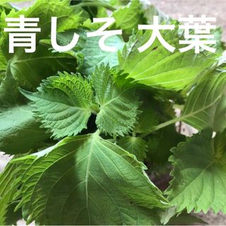 青紫蘇　青じそ　青しそ　大葉　種　(プランター)