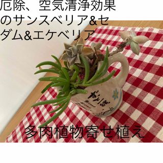 厄除、空気清浄効果のサンスベリア&セダム&エケベリア多肉植物寄せ植え　プレゼント(プランター)