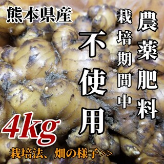 囲い生姜 無肥料 農薬栽培期間中不使用 熊本県産 4kg(野菜)