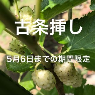 希少種 マルベリー 桑 白実桑 古条挿し 剪定枝3本 ペルシャンホワイト(その他)