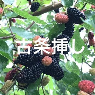 大きな実 マルベリー 桑 古条挿し 挿し穂 剪定枝10本 送料込み(その他)