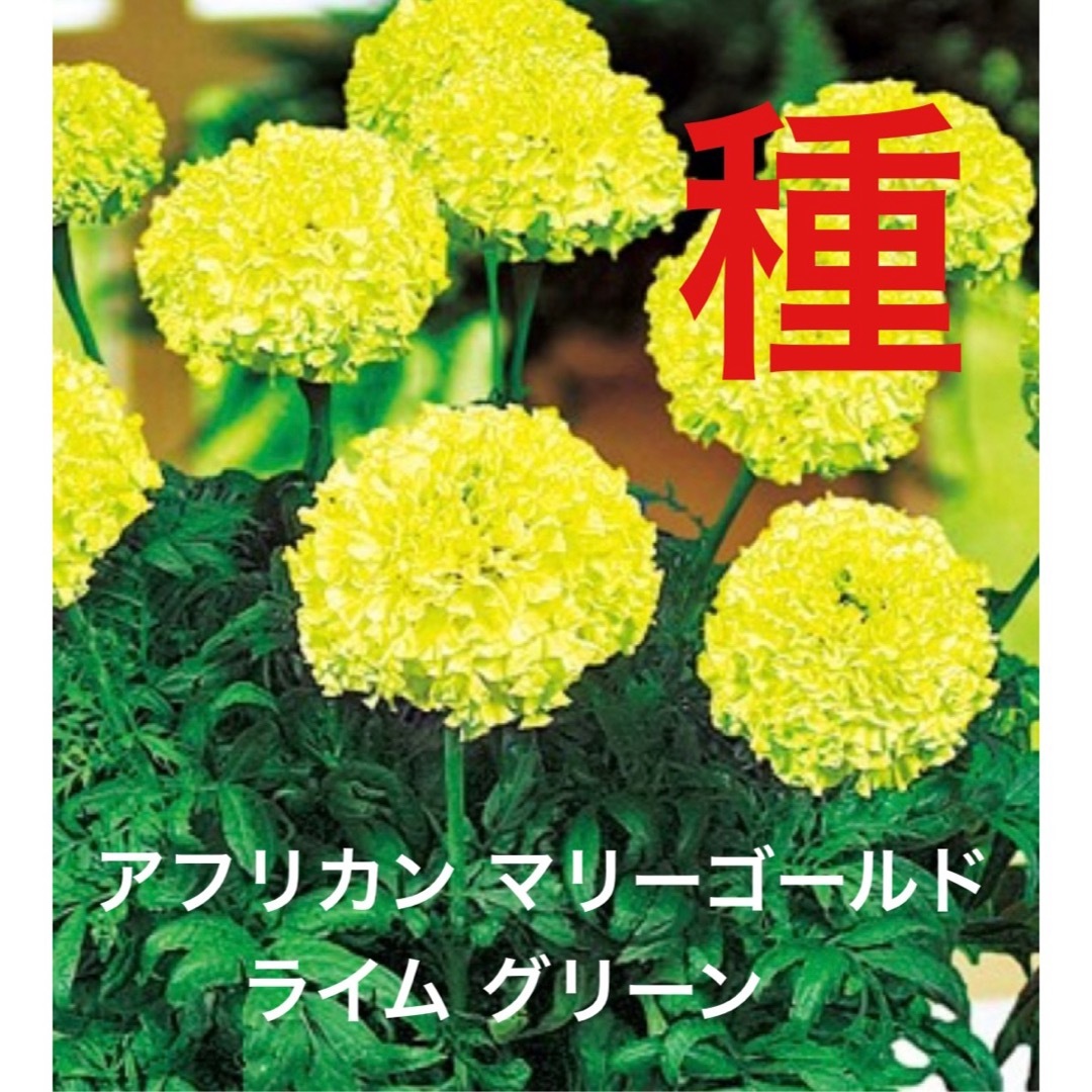 アフリカン マリーゴールド ライムグリーン 種子 50粒 送料込み ハンドメイドのフラワー/ガーデン(その他)の商品写真