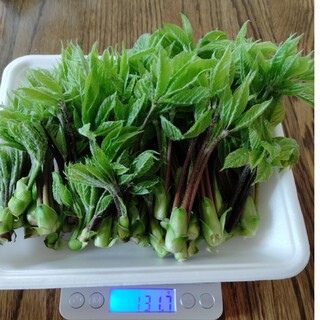 コシアブラ　１３０グラム　Ｂ品(野菜)