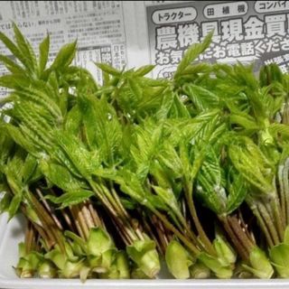 茶宝珠様専用　こしあぶら(野菜)