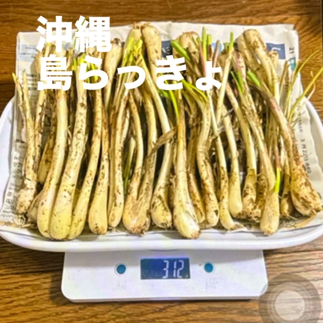 沖縄産　島ラッキョ　約300g  旬　春　酒のアテ　ラッキョ　野菜　食品 食品/飲料/酒の食品(野菜)の商品写真