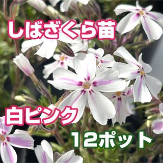 芝桜【白ピンク】苗、12コ(その他)