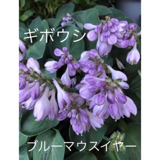 ギボウシ　ホスタ(ブルーマウスイヤー)一株(その他)