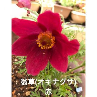 花と蕾付き❣️翁草(オキナグサ)レッド苗　大株(その他)