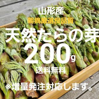 山形庄内鳥海山産　朝摘み天然たらの芽約200g　タラの芽　春野菜　山菜(野菜)