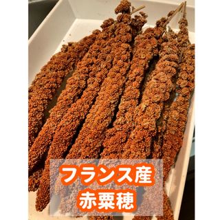 赤粟穂（フランス産）150g(鳥)