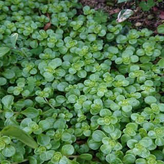 セダム 丸葉万年草 30カット(その他)