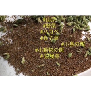 岐阜産、無農薬、春７草の　　 ハコベの種子 　　約2００粒＋〆(プランター)