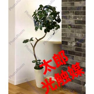 光触媒　人工観葉植物　ウォールグリーン　フェイクグリーン　カポック花器付116(その他)