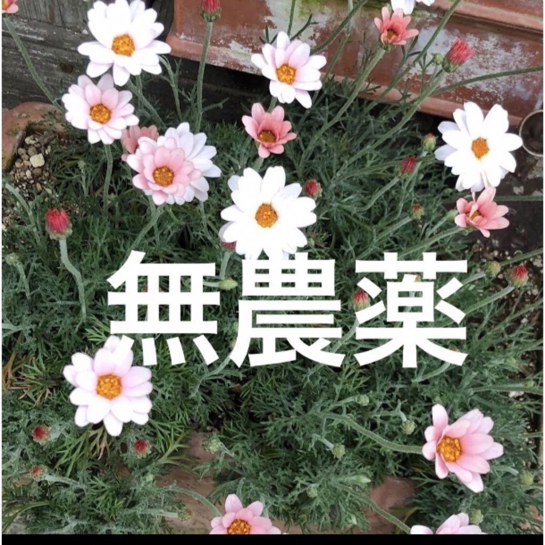 無農薬(ᵔᴥᵔ)ローダンセマム〜♡可愛いお庭♡寄せ植え♡ベランダ♡ ハンドメイドのフラワー/ガーデン(その他)の商品写真
