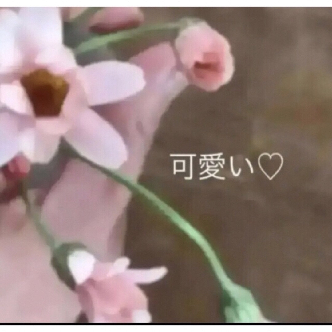 無農薬(ᵔᴥᵔ)ローダンセマム〜♡可愛いお庭♡寄せ植え♡ベランダ♡ ハンドメイドのフラワー/ガーデン(その他)の商品写真