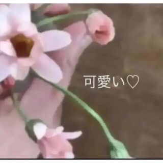 無農薬(ᵔᴥᵔ)ローダンセマム〜♡可愛いお庭♡寄せ植え♡ベランダ♡(その他)