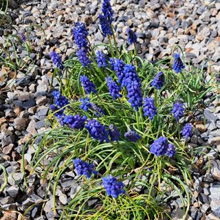 ムスカリ　花　球根　10本