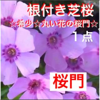 ⑧A☆芝桜☆シッカリ根付き苗☆初心者向け☆桜門☆可愛いピンク☆(プランター)