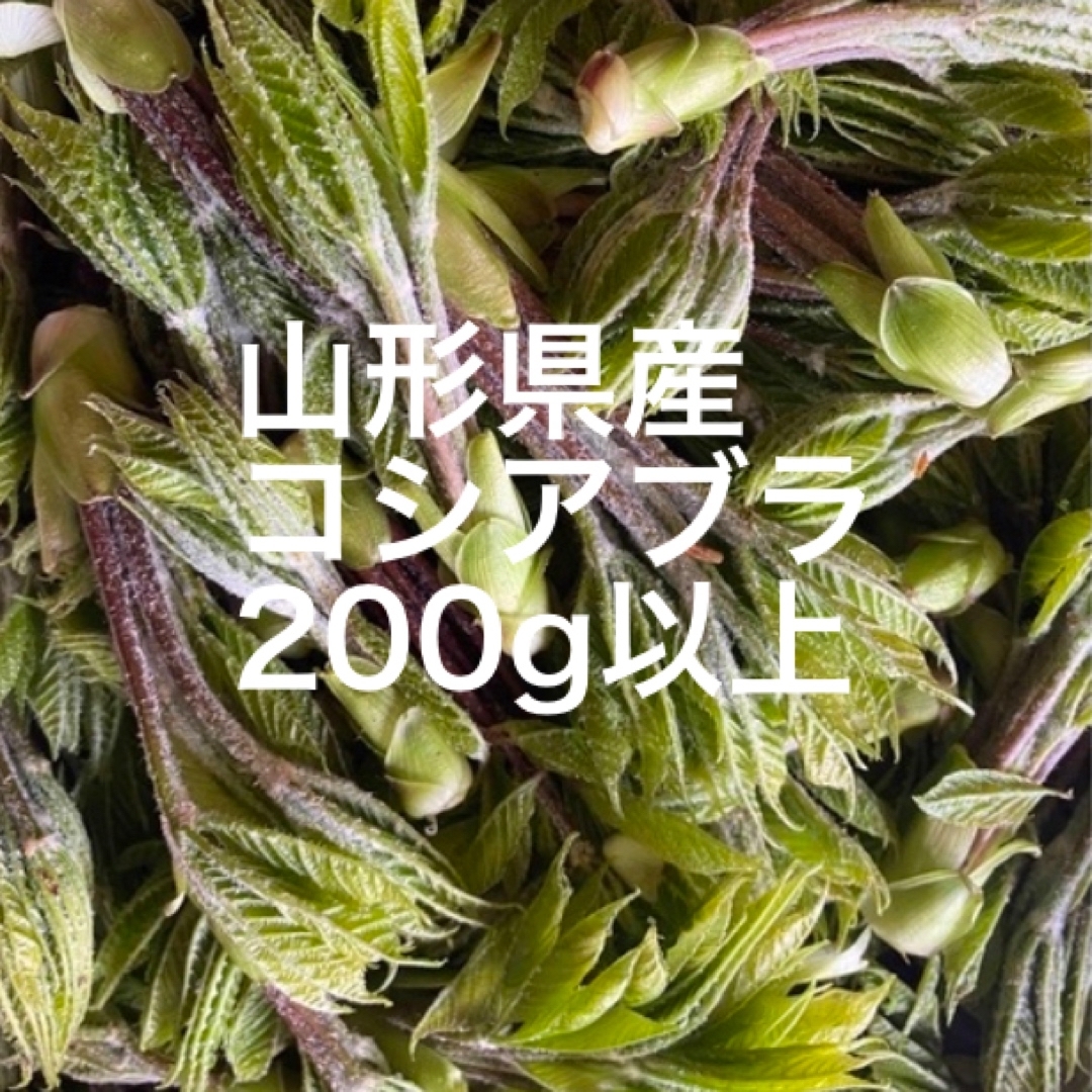 コシアブラ　山形県産　200g以上 食品/飲料/酒の食品(野菜)の商品写真