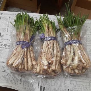 伊江島産♪島らっきょう2㎏(野菜)