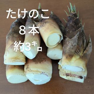 たけのこ ８本 約3㌔(野菜)